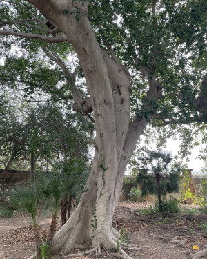 Foto Ficus microcarpa di Villa Niscemi n. 1