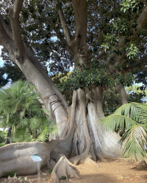 Foto Ficus grande dei Giardini Reali