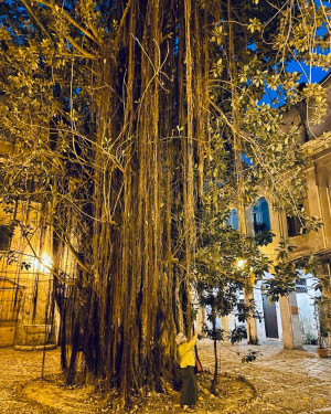 Foto Ficus di Palazzo Pantelleria