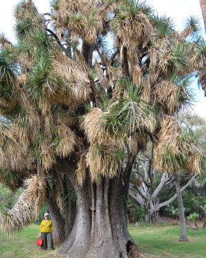 Foto Yucca gigante di Villa Malfitano