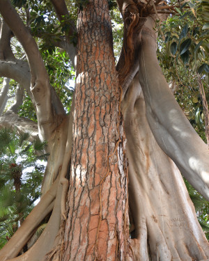 Foto Ficus "strangolapino"
