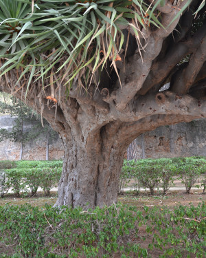 Foto albero del Drago della Palazzina Cinese n.2