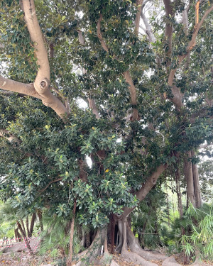 Foto Ficus grande di Villa Niscemi
