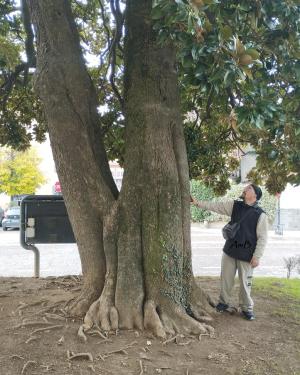 Foto Magnolia del Municipio