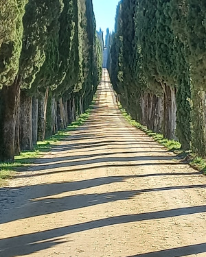Foto Viale dei cipressi Villa Arceno