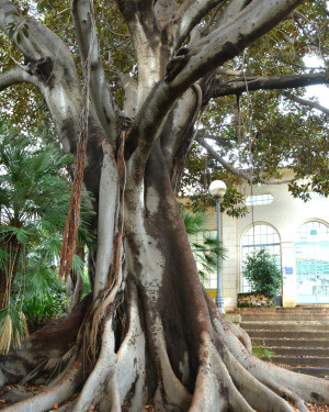Foto Ficus della scalinata - 3
