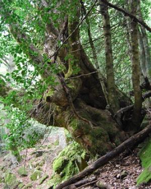 Foto Acero di Bosco Moglia 2