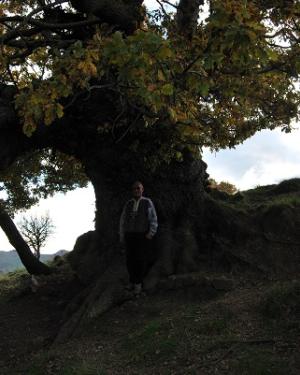 Foto Roverella di Contrada Mezzalora 1