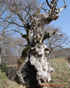 Foto Roverella di Contrada Sambuchello