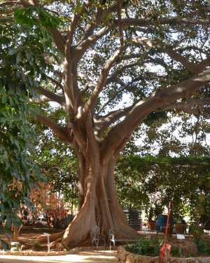 Foto Ficus piccolo dei Giardini Reali