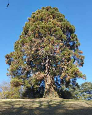 Foto Sequoia delle due Torrette