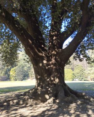 Foto Leccio del Parco Majnoni