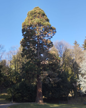 Foto Sequoia del Parco Majnoni
