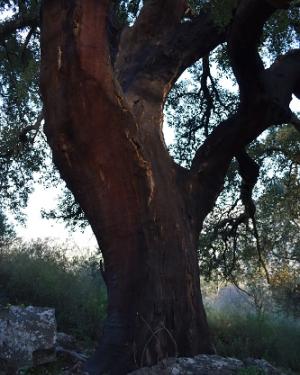 Foto Sughera di Serra Travetto 2