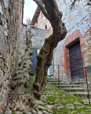Foto Glicine del castello di Montalto