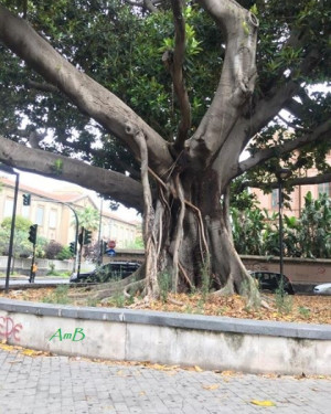 Foto Ficus magnoloides