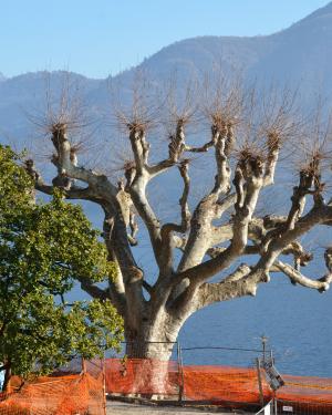 Foto Platano sul lago di Villa "I Platani"