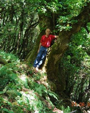 Foto Frassino siciliano di Monte Cedro 1