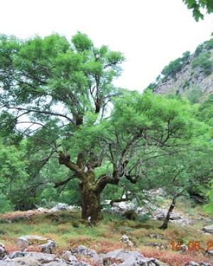 Foto Frassino siciliano di Monte Cedro 2