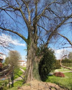 Foto Bagolaro di Villa Daccò