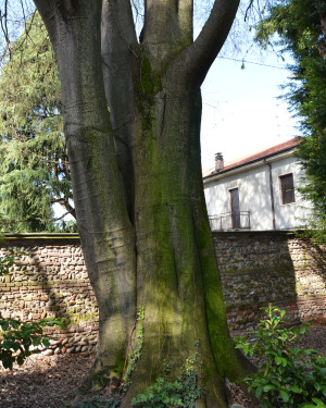 Foto Bagolaro - 1 di Villa Bagatti Valsecchi