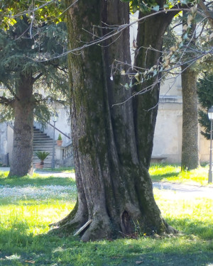 Foto Magnolia del Palazzo Arcivescovile