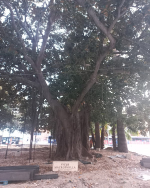 Foto Ficus di piazza Matteotti