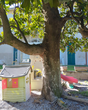 Foto Magnolia dell'asilo Marzorati