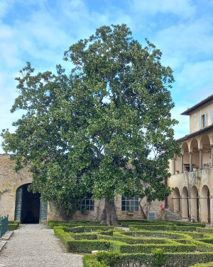 Foto Magnolia della certosa di Pontignano