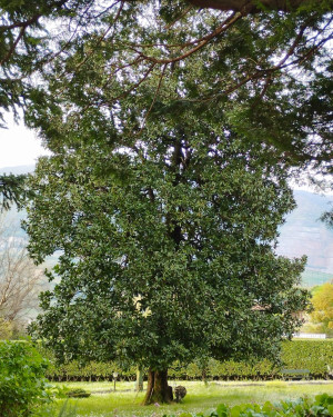 Foto Magnolia di Villa Appiani