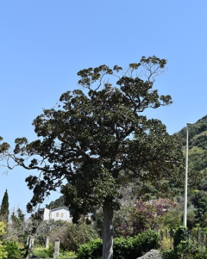 Foto Magnolia di Gliaca di Piraino