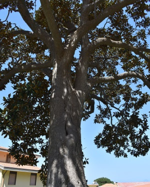 Foto Magnolia di Gliaca di Piraino