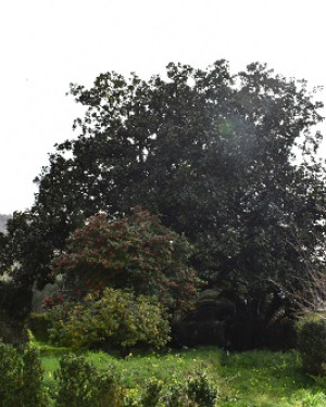 Foto Magnolia 2 di Villa Salleo