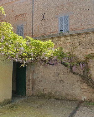 Foto Glicine cortile Palazzo Saladini Ferri