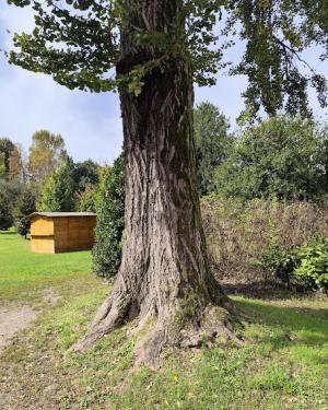 Foto La Ginkga di Villa Rosa