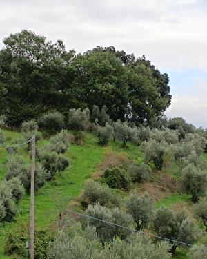 Foto Leccio dell'azienda agricola "il Leccio"