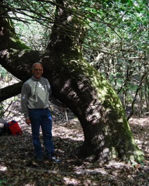Foto Quercia