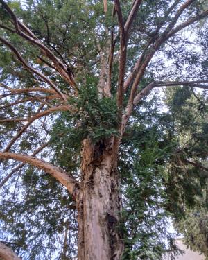 Foto Il tasso dell' Istituito degli Innocenti