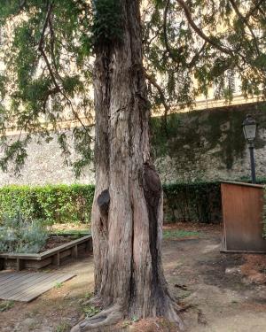 Foto Il tasso dell' Istituito degli Innocenti