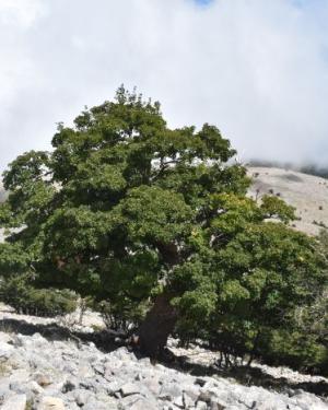 Foto Acero di monte