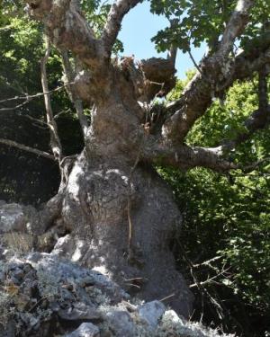 Foto Acero di monte