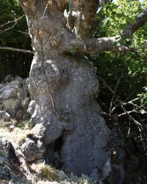 Foto Acero di monte