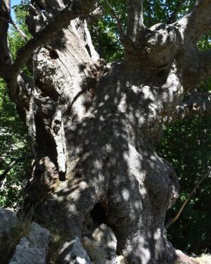 Foto Acero di monte