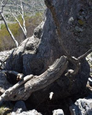 Foto Acero di monte