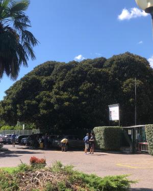 Foto Il Ficus degli atleti