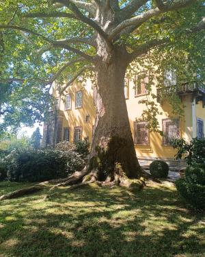 Foto Platano Villa Torrigiani
