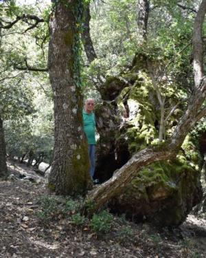 Foto Quercia del Demanio Volpignano