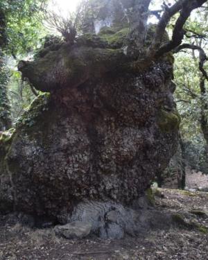 Foto Quercia del Demanio Volpignano