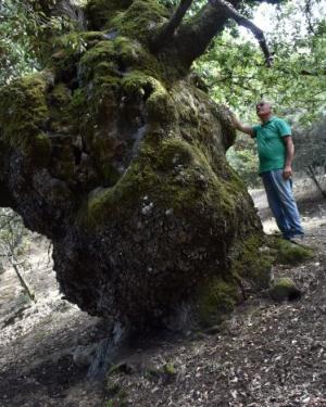 Foto Quercia del Demanio Volpignano