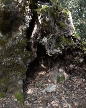 Foto Quercia del Demanio Volpignano